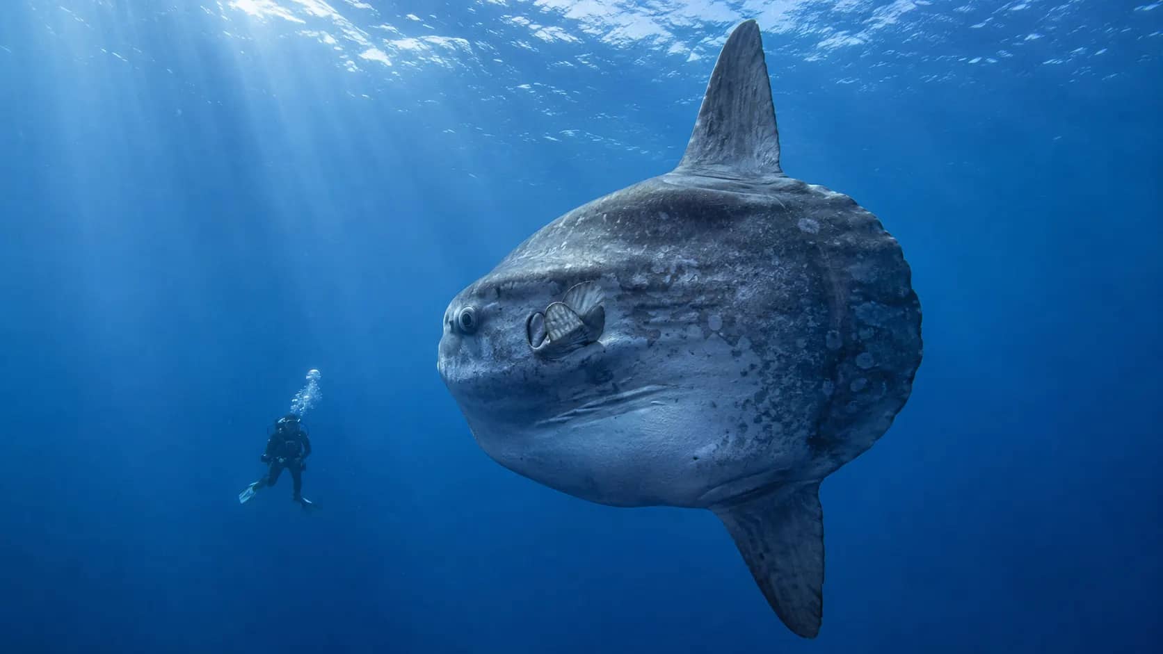 Why the Ocean Sunfish Looks Like a Fish Cut in Half