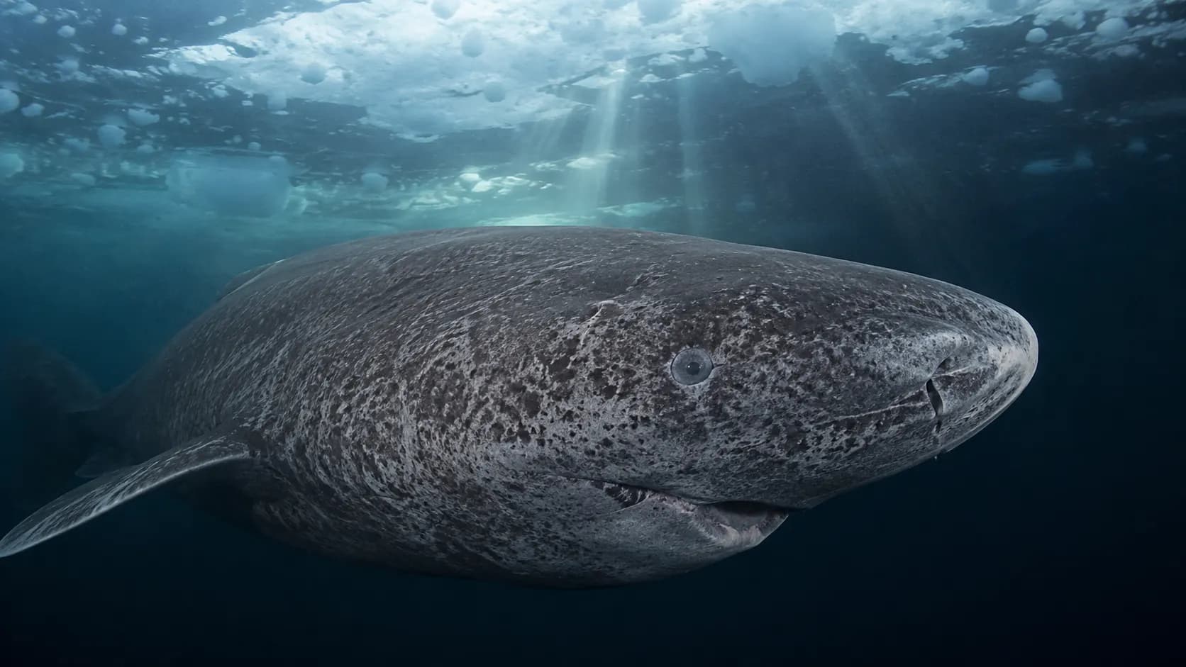 The Greenland Shark That May Live for 400 Years