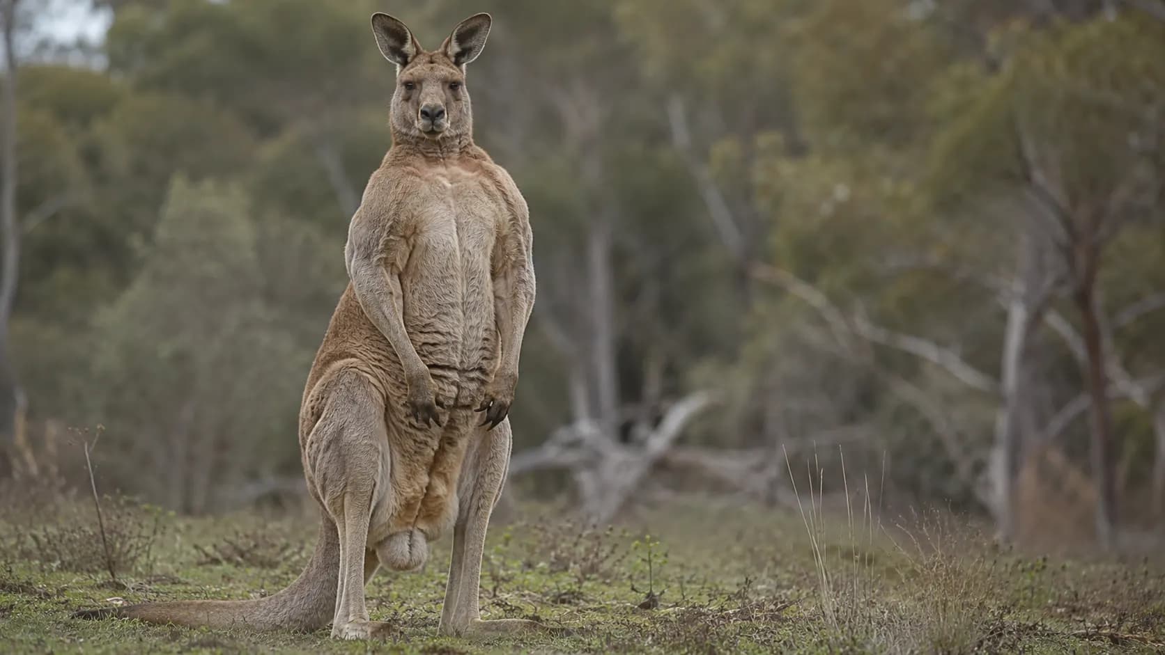Why Kangaroos Sometimes Become Aggressive
