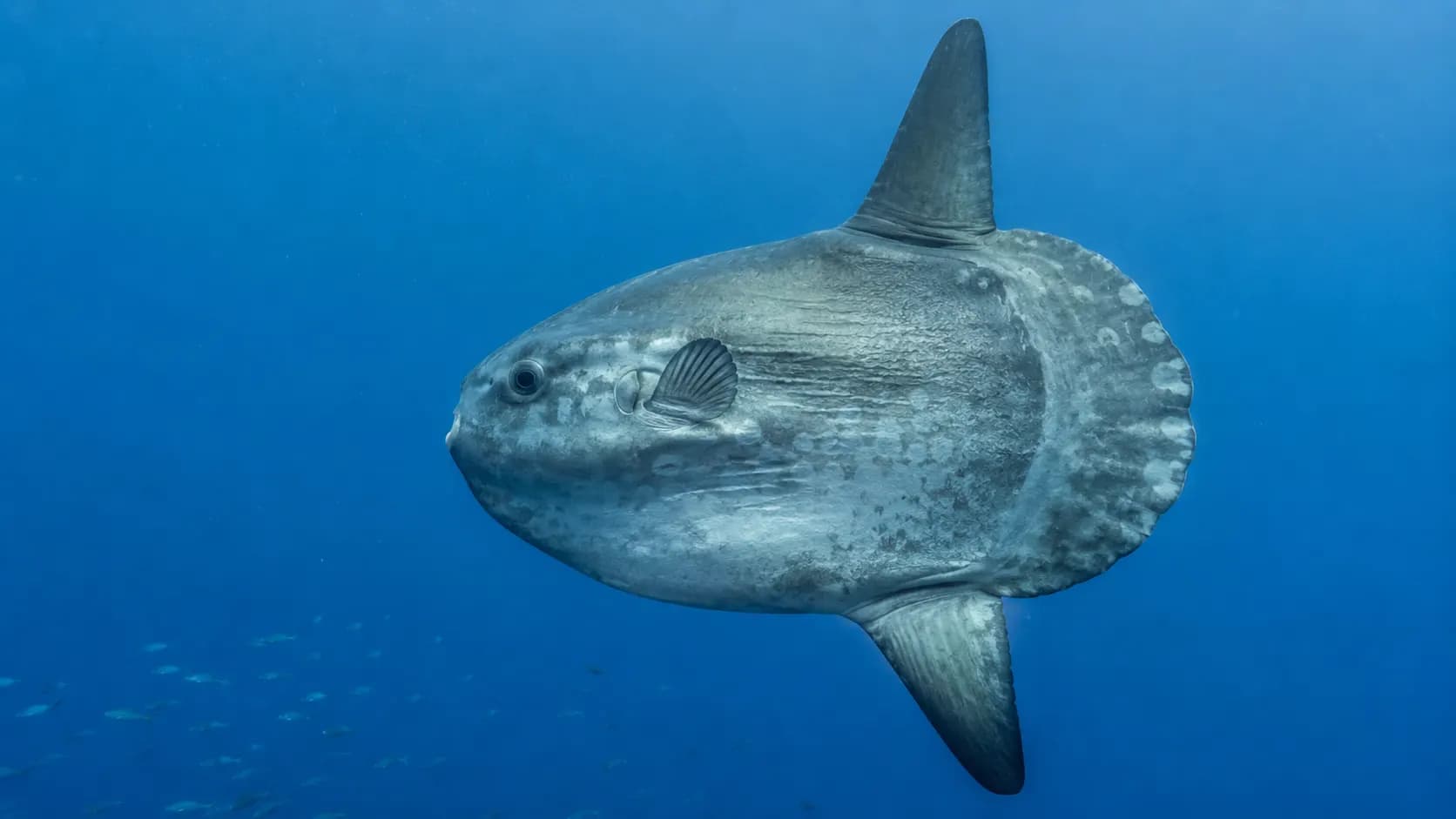 How Does It Swim?
