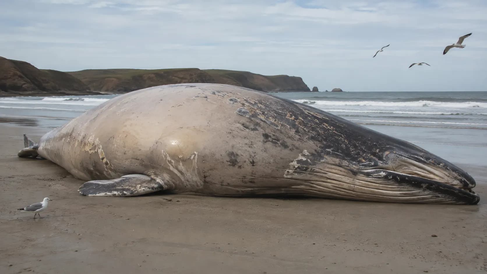 What Happens Inside a Whale After It Dies?