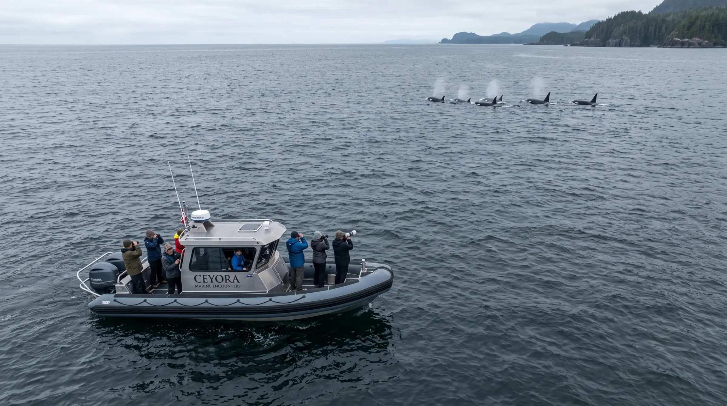 Wild orcas surfacing at a safe distance from a small wildlife-watching boat.