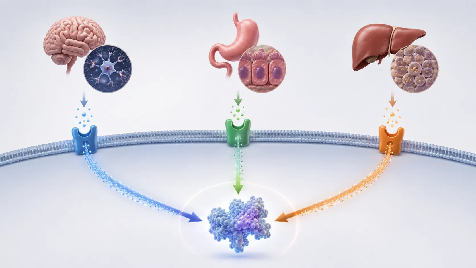 A simplified medical illustration showing three hormone receptor pathways converging on one treatment concept.