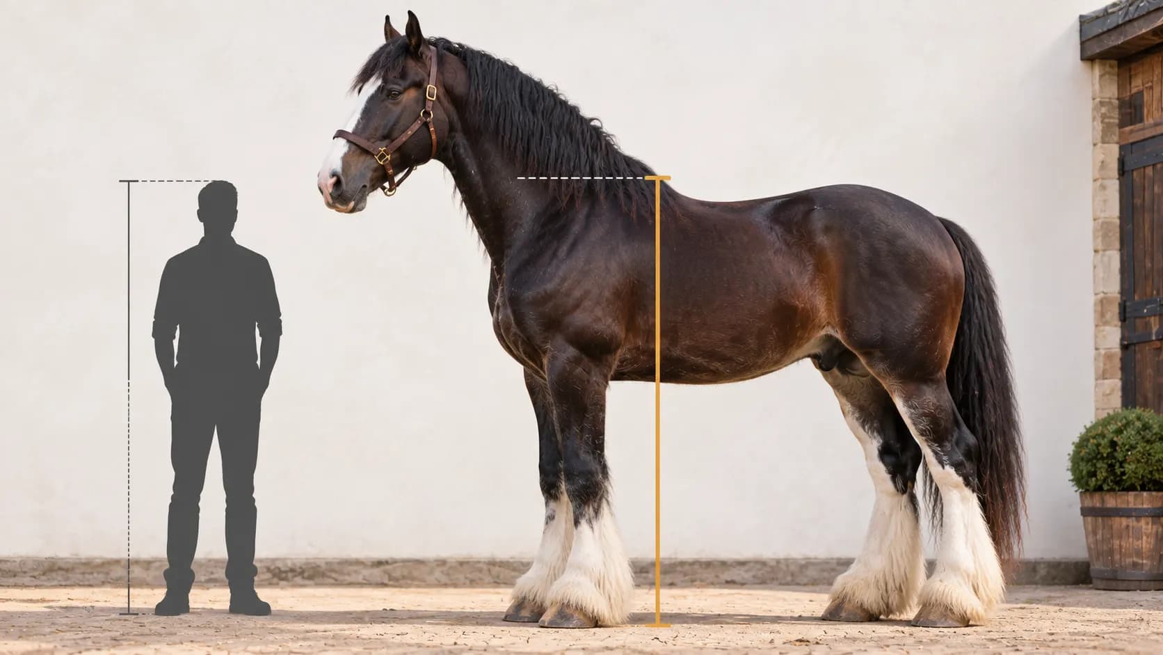 A scale illustration showing a tall Shire horse measured from the ground to the withers beside a human figure.