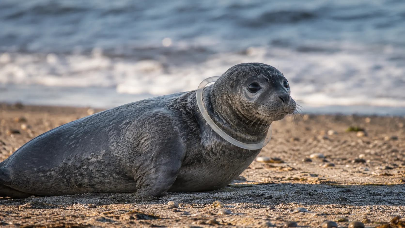 Plastic Traps Animals