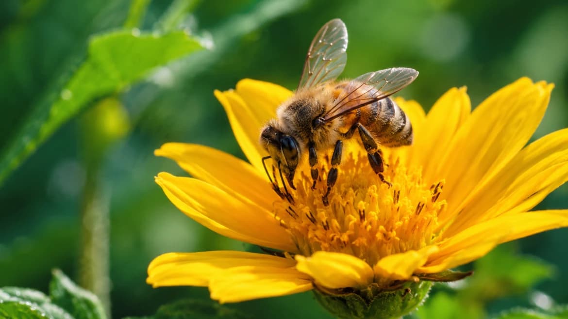Why Bees Are Important for the Planet